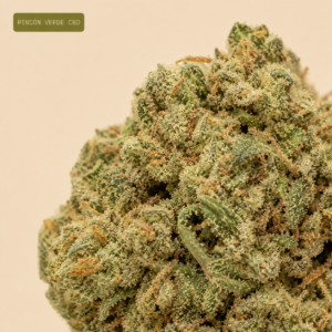 AMNESIA HAZE (hidropónica)